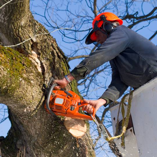 tree removal