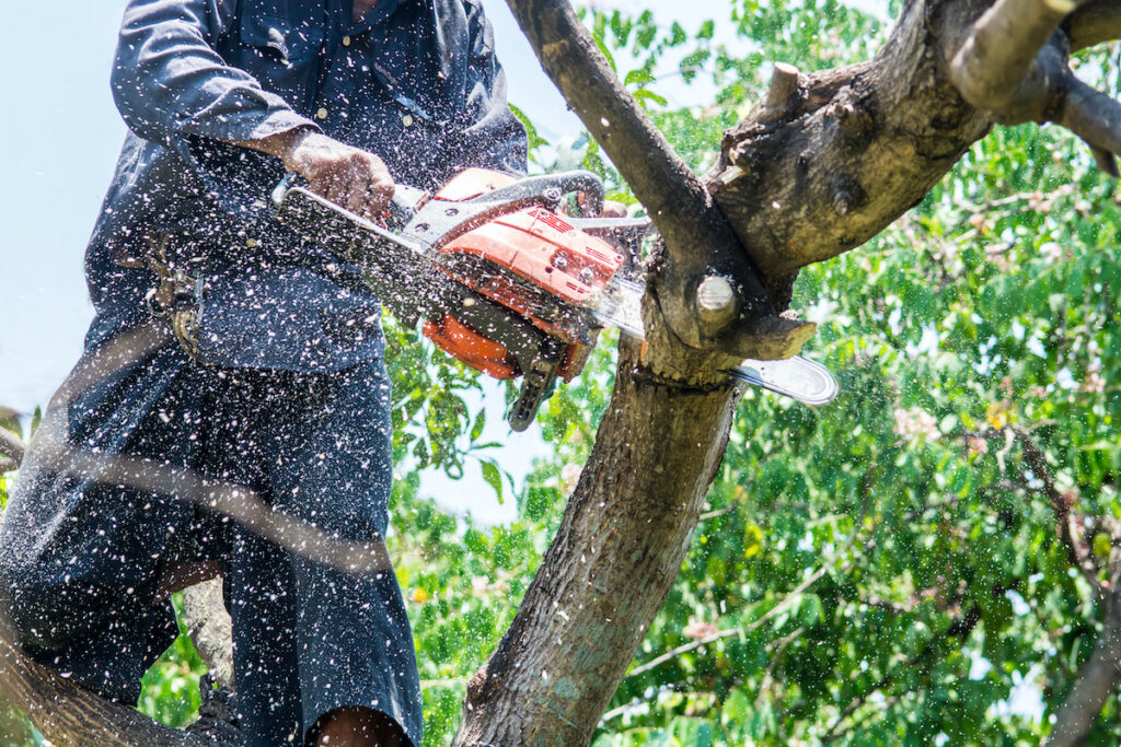 man uses chainsaw cut the tree