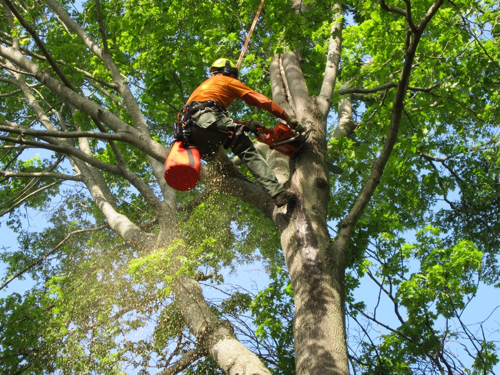 tree service charlotte nc