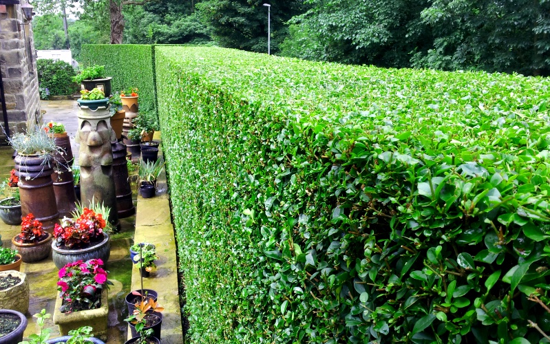 hedge 1